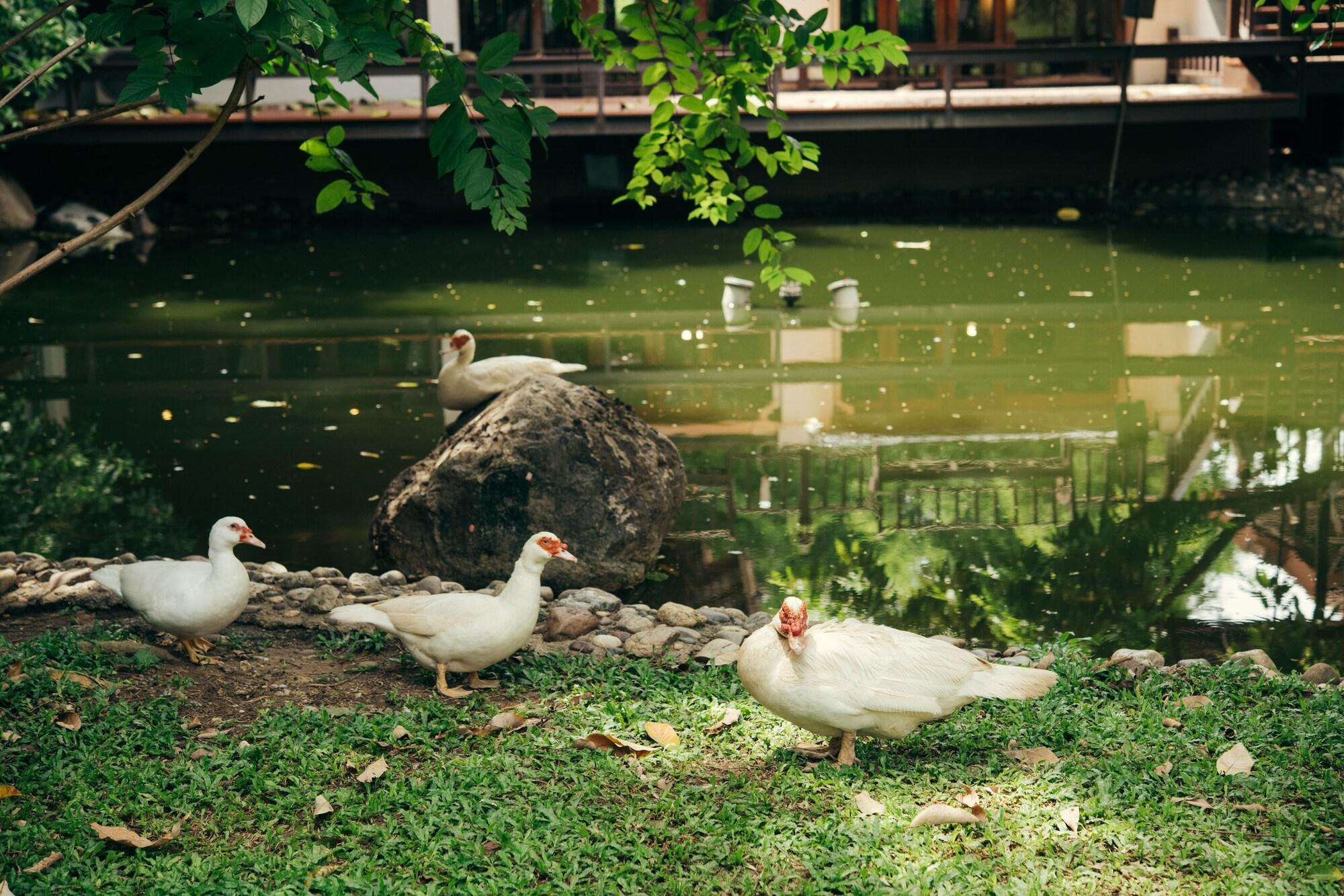 Chompor Lanna Hotel Chiang Mai Exterior photo